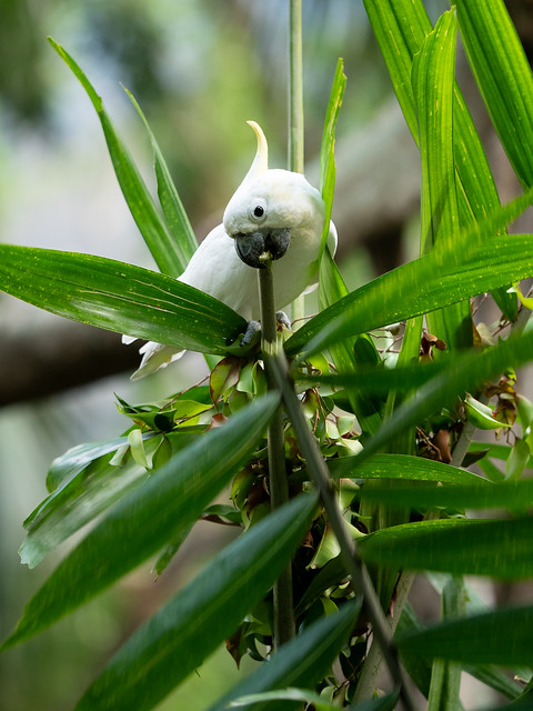 Yellow Crested Cockatoo