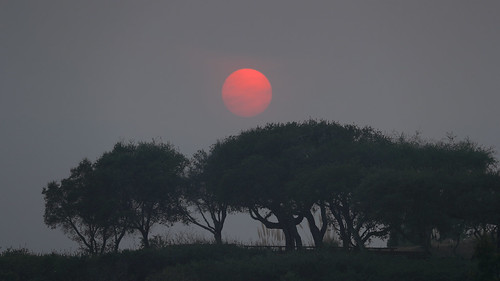 smoke haze wildfire campfire sun sunset trees silhouette larkspurlanding