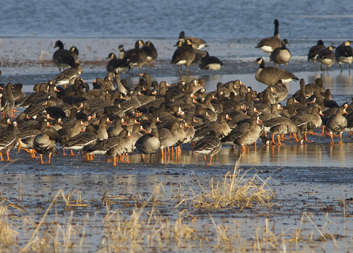 anseralbifrons greaterwhitefrontedgoose emiquon bird marsh flock