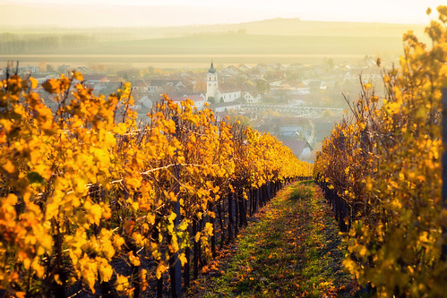 moravia gold vineyard blatnice southmoravia czechrepublic landscape nature autumn churh lines pavelcervenka canon sunset afternoon