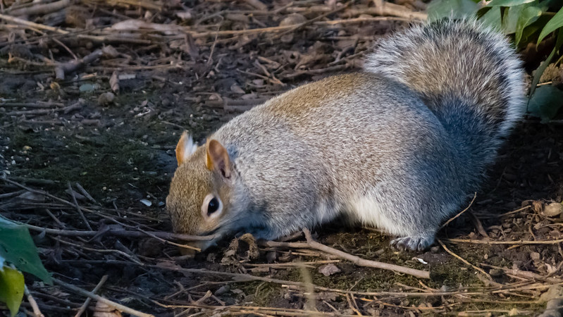 Squirrel excavating, West Park