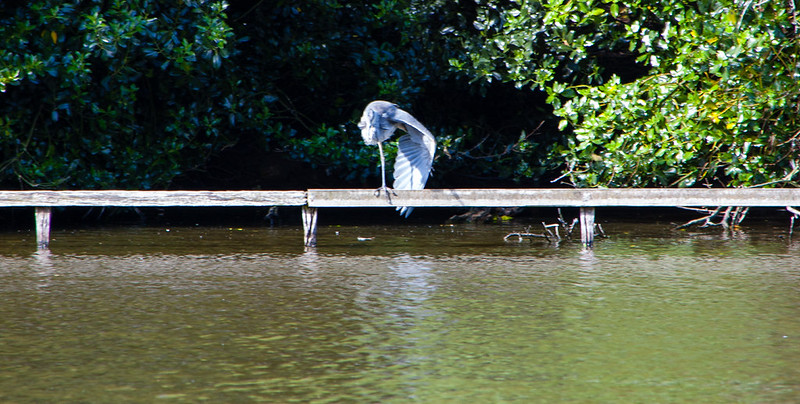 Heron, West Park
