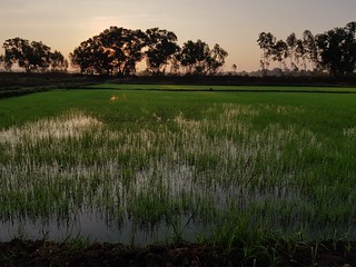 Hazy sunrise over rice paddies in Chum Chang