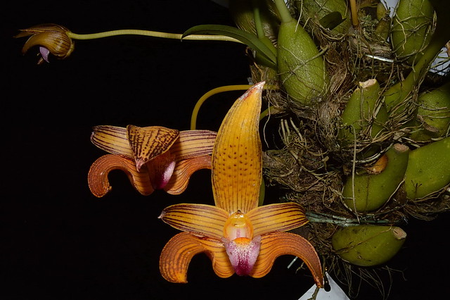 Bulbophyllum claptoense (1)