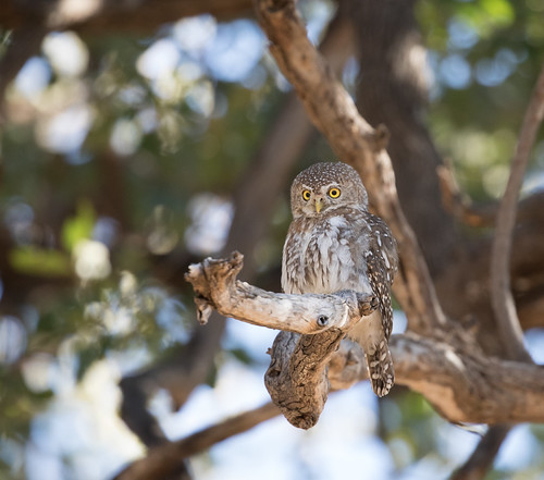 Pearl-spotted Owl