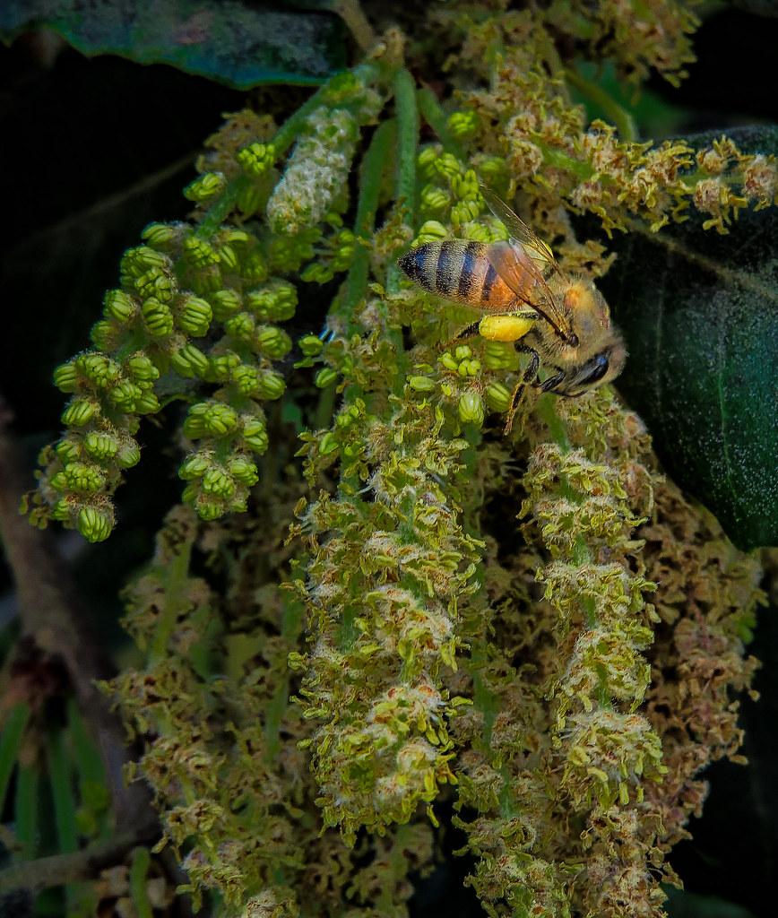 Bee on flowering coastal oak blossoms.