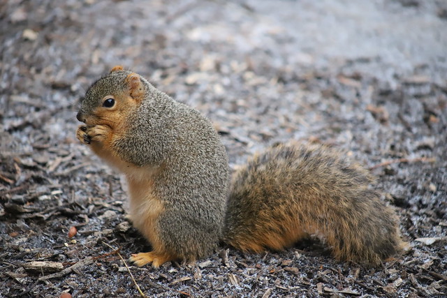 Fox Squirrels in Ann Arbor at the University of Michigan - January 2nd, 2019