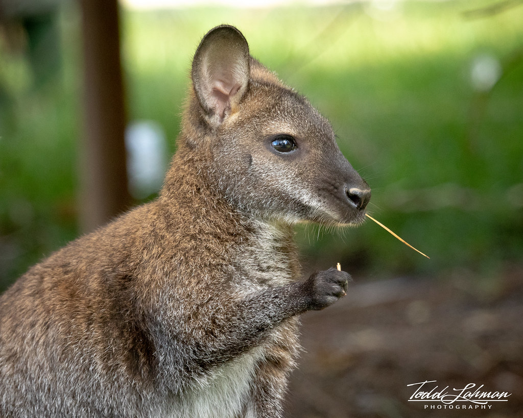 Young Red-necked Wallaby