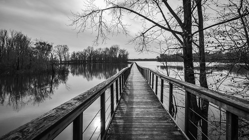 hoover reservoir mudflats boardwalk galena ohio park nature water trees lake black white bw monochrome nikon d5600 nikkor 1020mm landscape waterscape wide angle monovember 2018 monovember2018 reflection sunlight shadow sky clouds vanishing point big walnut creek