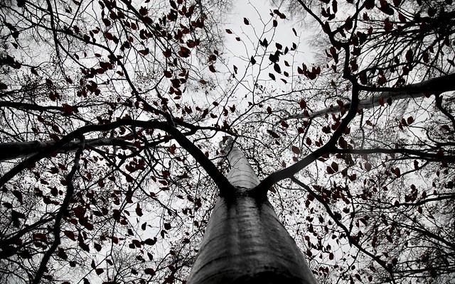 tree in the rain - view up !