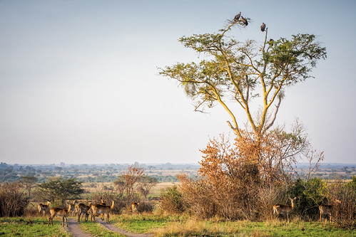 africa afrika uganda oeganda queenelizabethnationalpark ishasha safari wildlife gamedrive gazelle ugandakob roadblock vultures male female