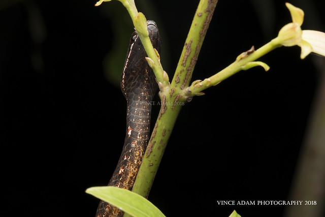 IMG_7612-0(W) Underbelly of Common Mock Viper (Psammodynastes pulverulentus)