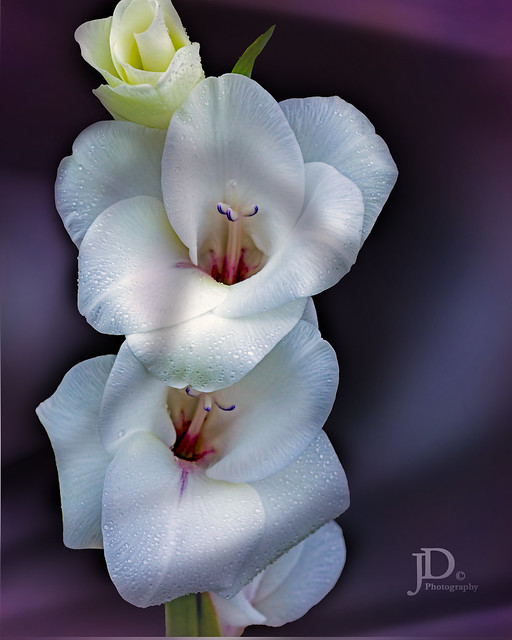 White Gladiolus-1a