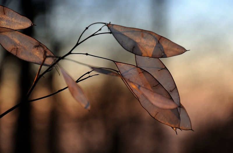 20181117-023F | Fruchtstände des Silberblatts (Lunaria rediviva) an der Milseburg. Rhön, 17.11.2018