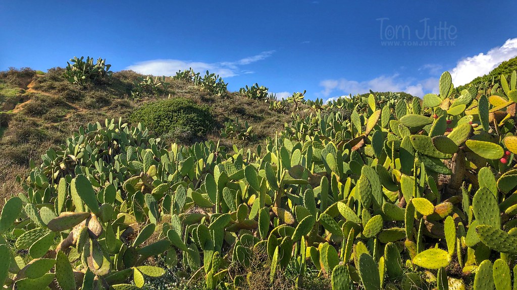 Prickly pear cactus field, Albufeira, Portugal - 2091