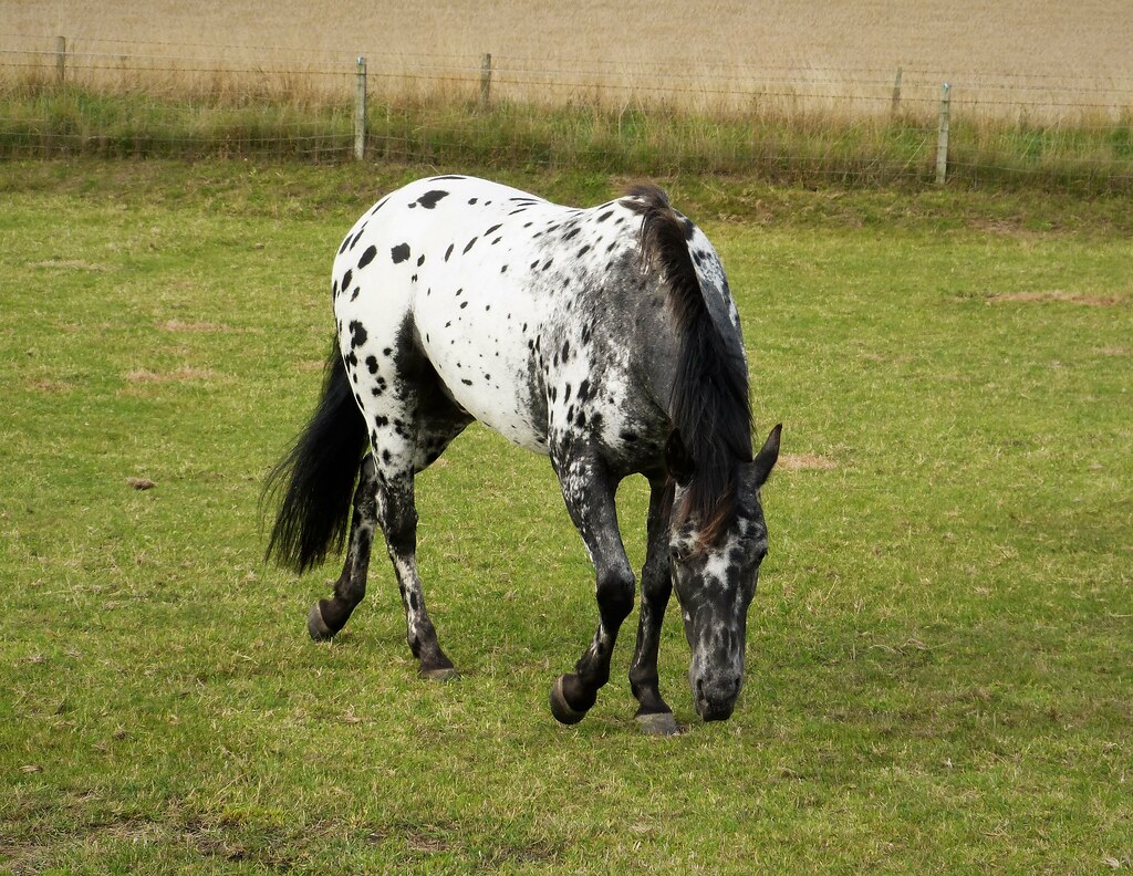 Appaloosa Horses and Leopard Horses