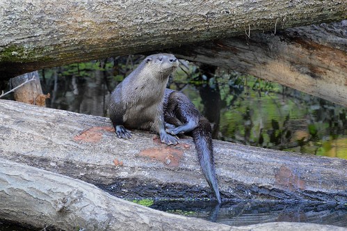 Photo of otter
