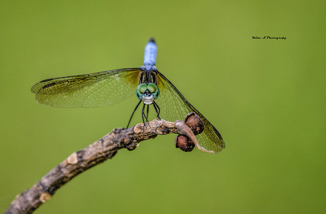 Blue Dasher (Pachydiplax longipennis)(male)