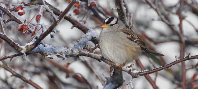 Christmas Sparrow