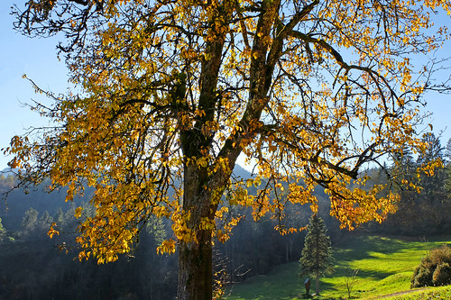 autumn tree sun badreichenhall nonn november detail