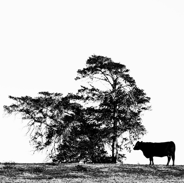Cow and Tree