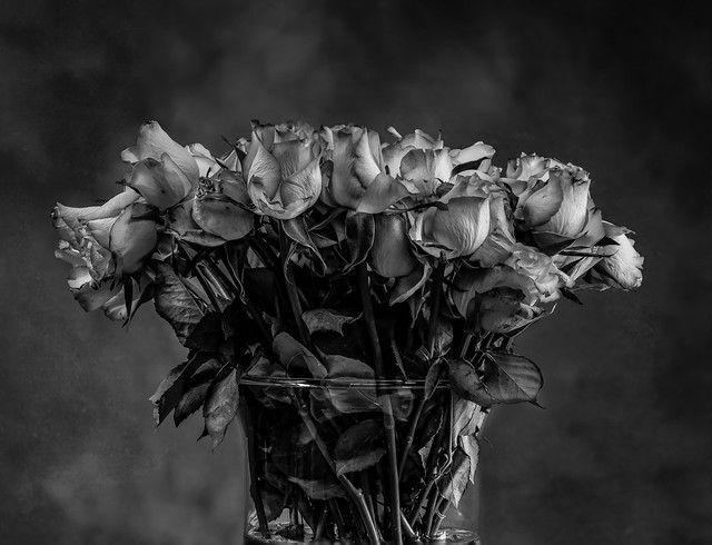Roses-6