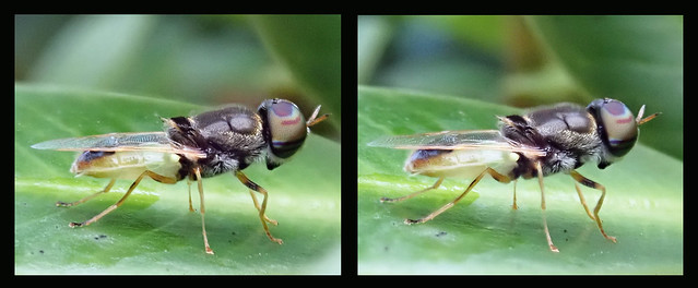 Soldier fly: cross view 3D