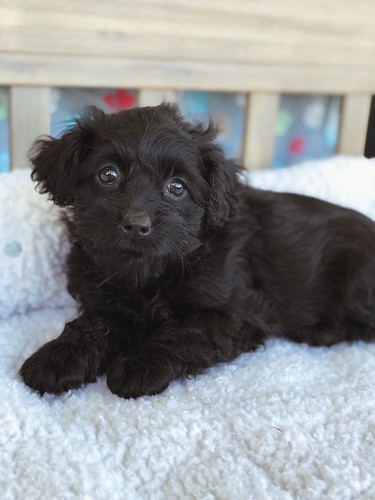 Cockapoo (female) | by PetopiaVa