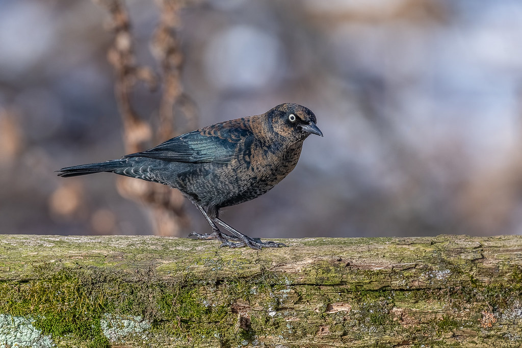 Black Birds with Blue Heads - Rusty Blackbird