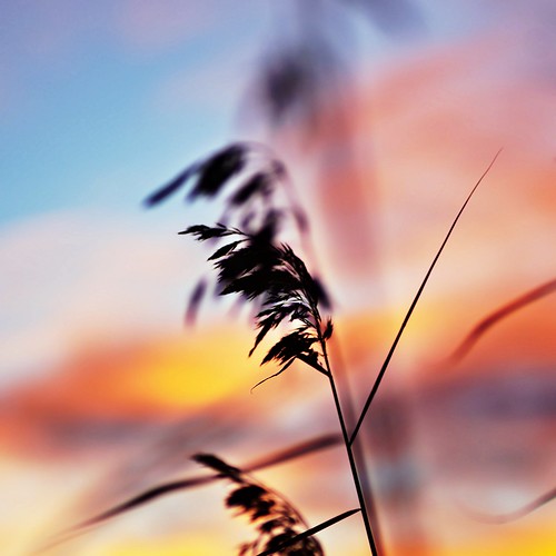 reedsandsunset reeds sunset