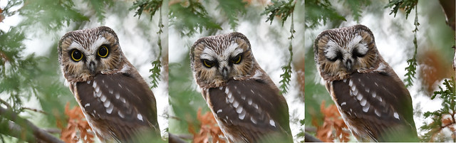 Three moods of an owl