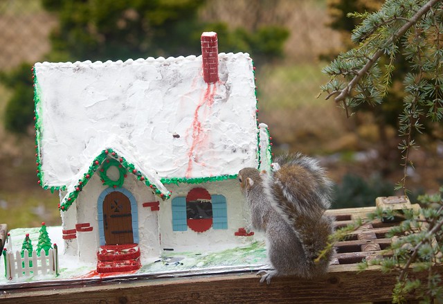 Squirrel bussy eating the Gingerbread house!