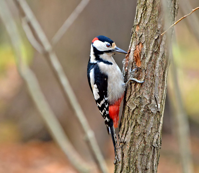 Great spotted woodpecker (male).🐦 4.11.2018