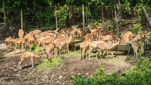 thailand sriracha chonburi zoo animal deer
