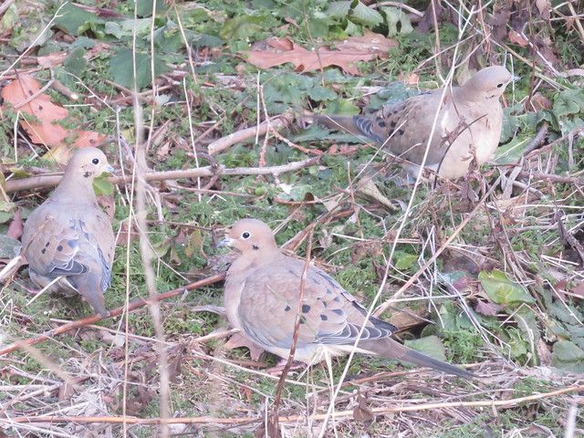 Mourning Doves 1