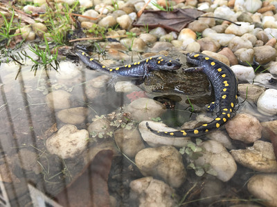photo of two adult spotted salamanders