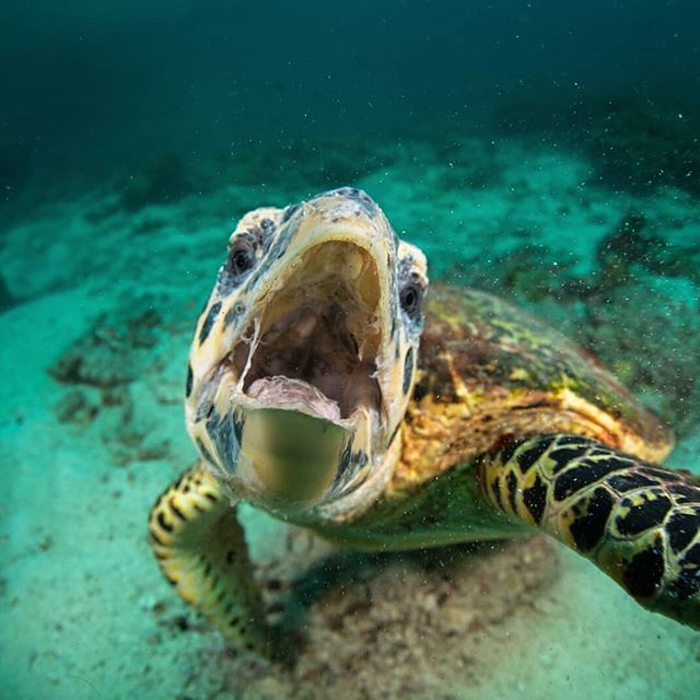 This guys been checking out our #uwphotographer @magnusdeepbelow now for a few days! Possibly our second most favourite turtle shot of the season - so far! #turtleselfies #turtletuesday #crazyturtle #hawksbill #weloveturtles #kohhaa 🐢