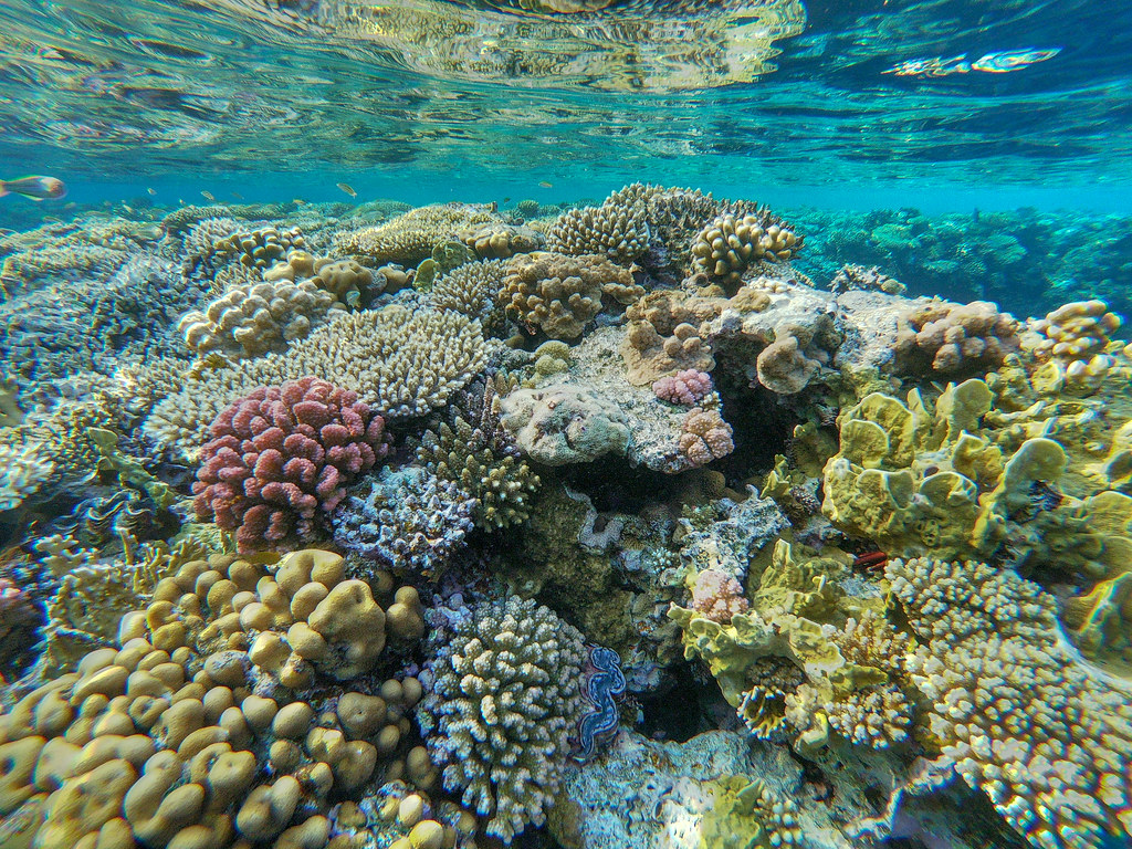 Coral reef, Sharm El Sheikh, Egypt