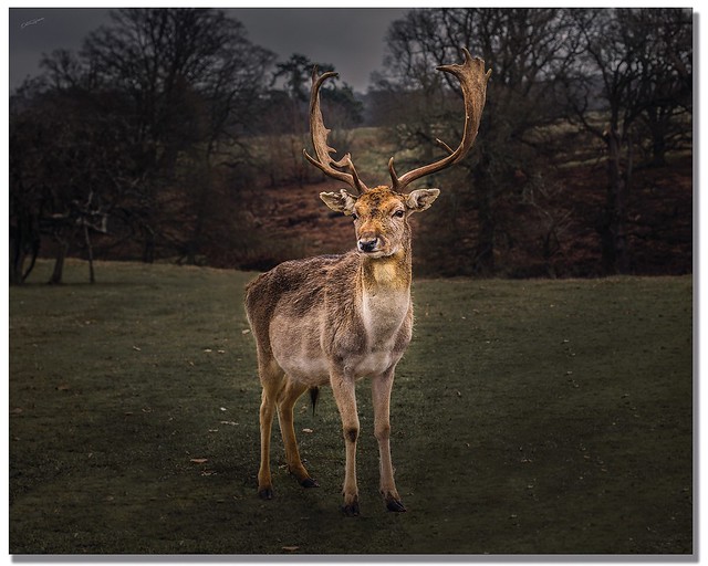 Majestic Young Stag.