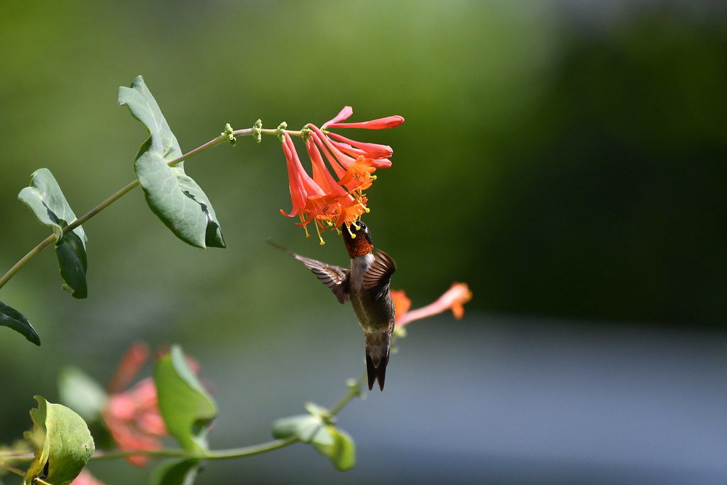 Colibri à gorge rubis mâle--Ruby-throated Hummingbird male (Archilochus colubris)
