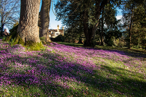 cyclamen flower purple carpet tree grass woodland building killerton devon landscape sky