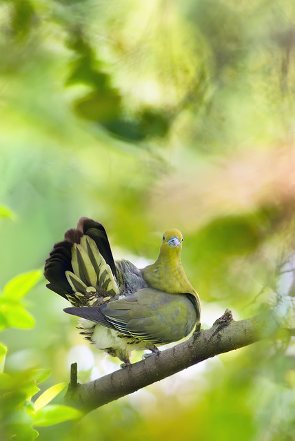 ～ White-bellied Green Pigeon | 綠鳩 ～