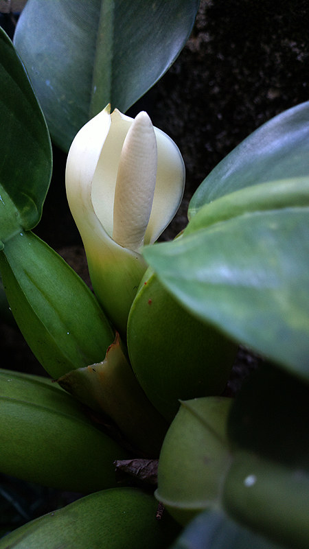 Flor de Pacová (Philodendron Martianum | Planta epífita que … | Flickr