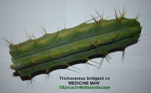 Trichocereus bridgesii var. 