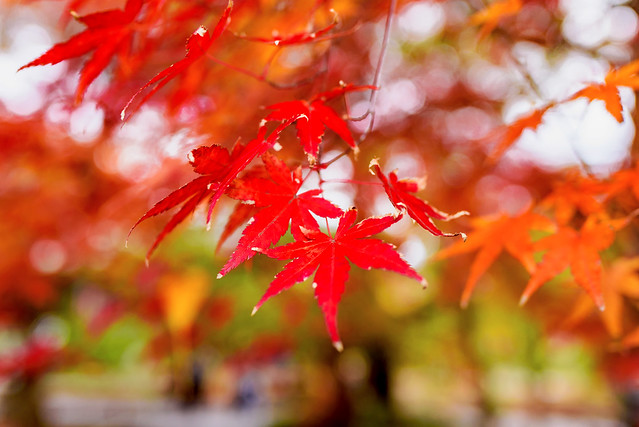 Autumn Leaves of Maple in Kuhonbutsu Joshinji Temple : 紅葉（九品仏浄真寺）