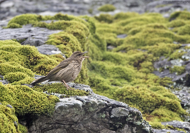 Striped Pipit, Anthus lineiventris, Cecil Kop, Mutare, Zimbabwe
