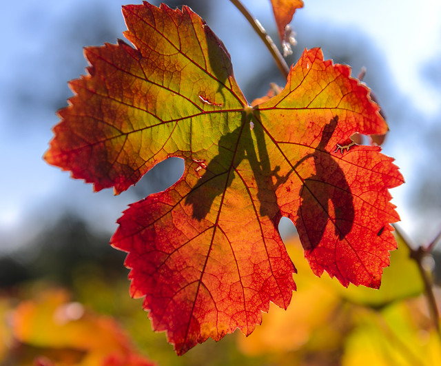 Autumn Wine Leaf