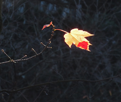 The last two (or three) maple leaves on the tree outside my window