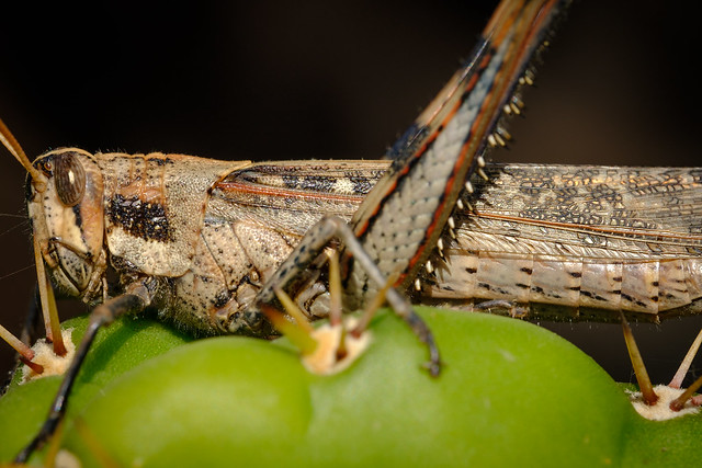 Locust 8564