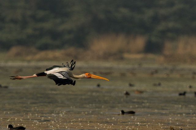 Painted stork coming through